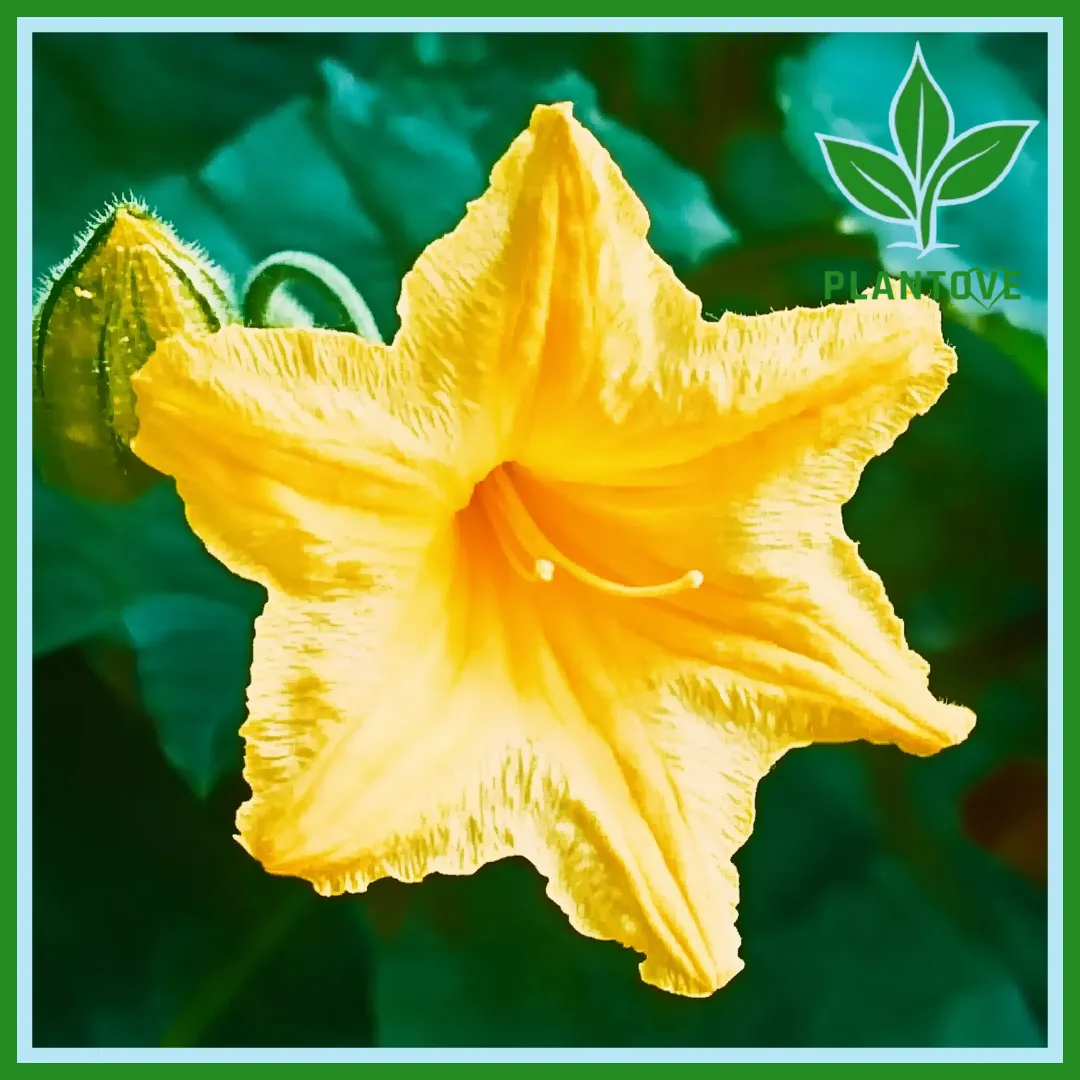 Pumpkin Flower