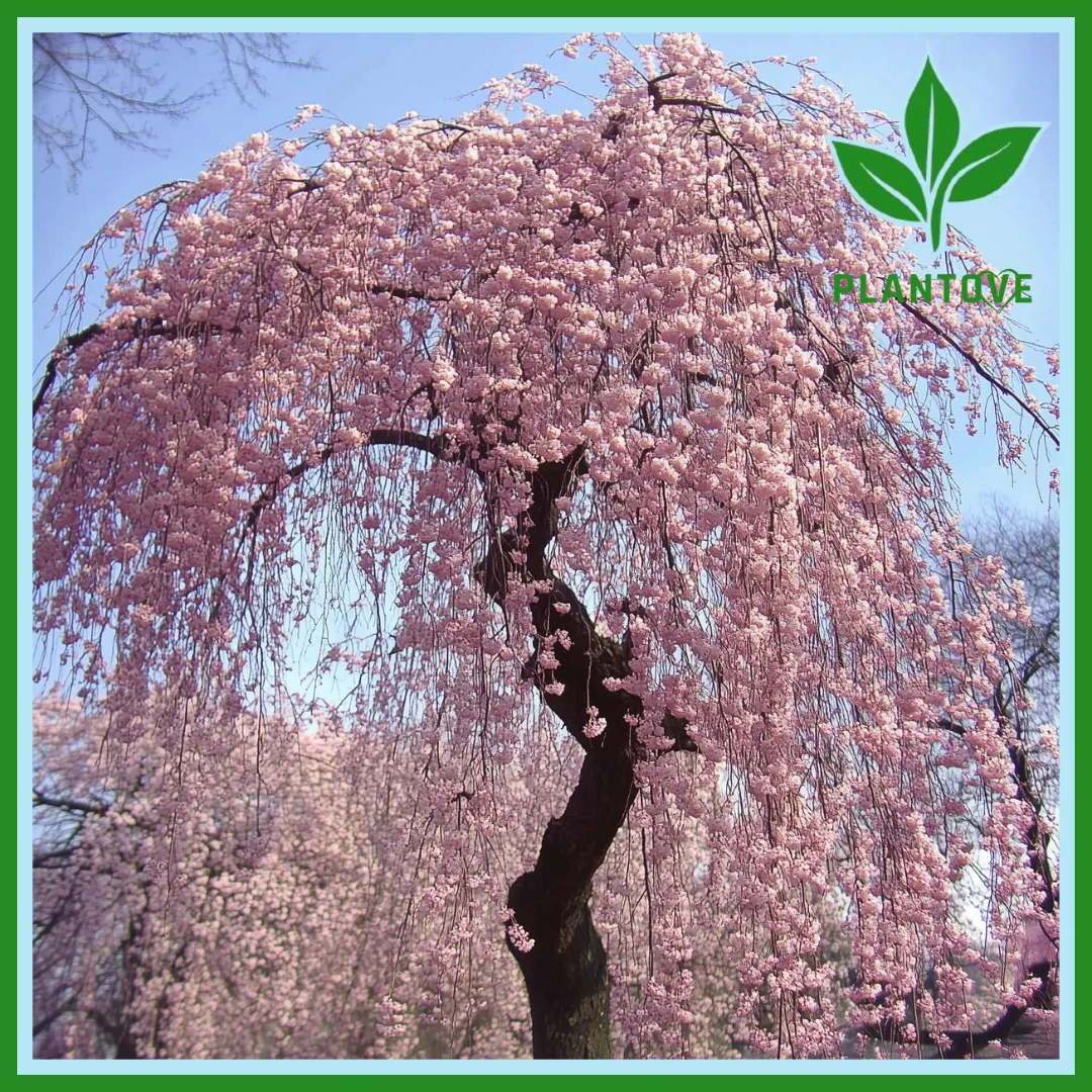 A stunning weeping cherry tree in full bloom with cascading pink blossoms, set against a clear blue sky.