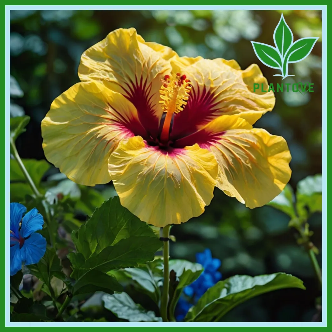 Yellow Hibiscus